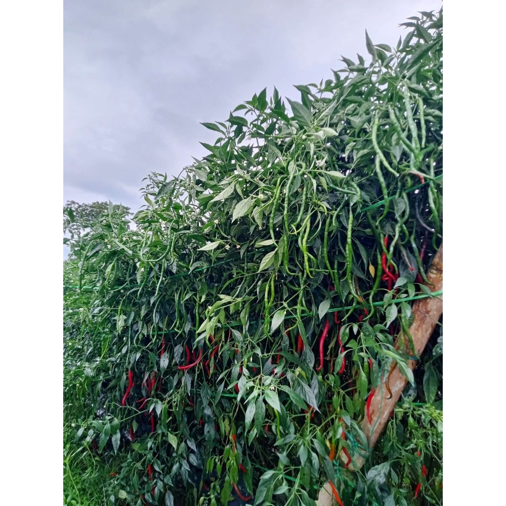 benih Cabe Lokal batu garut 10 gr