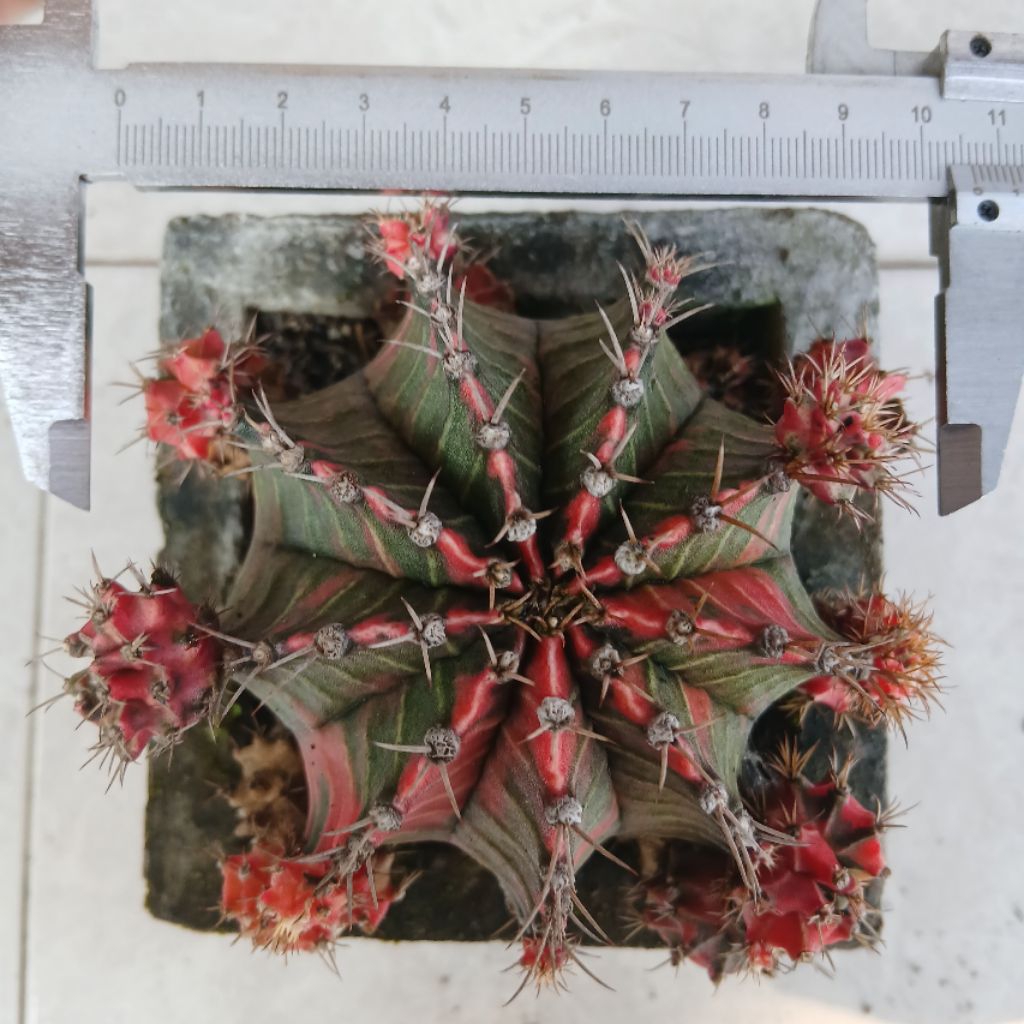 Kaktus Gymnocalycium Mihanovichii Starfire Indukan + Anakan