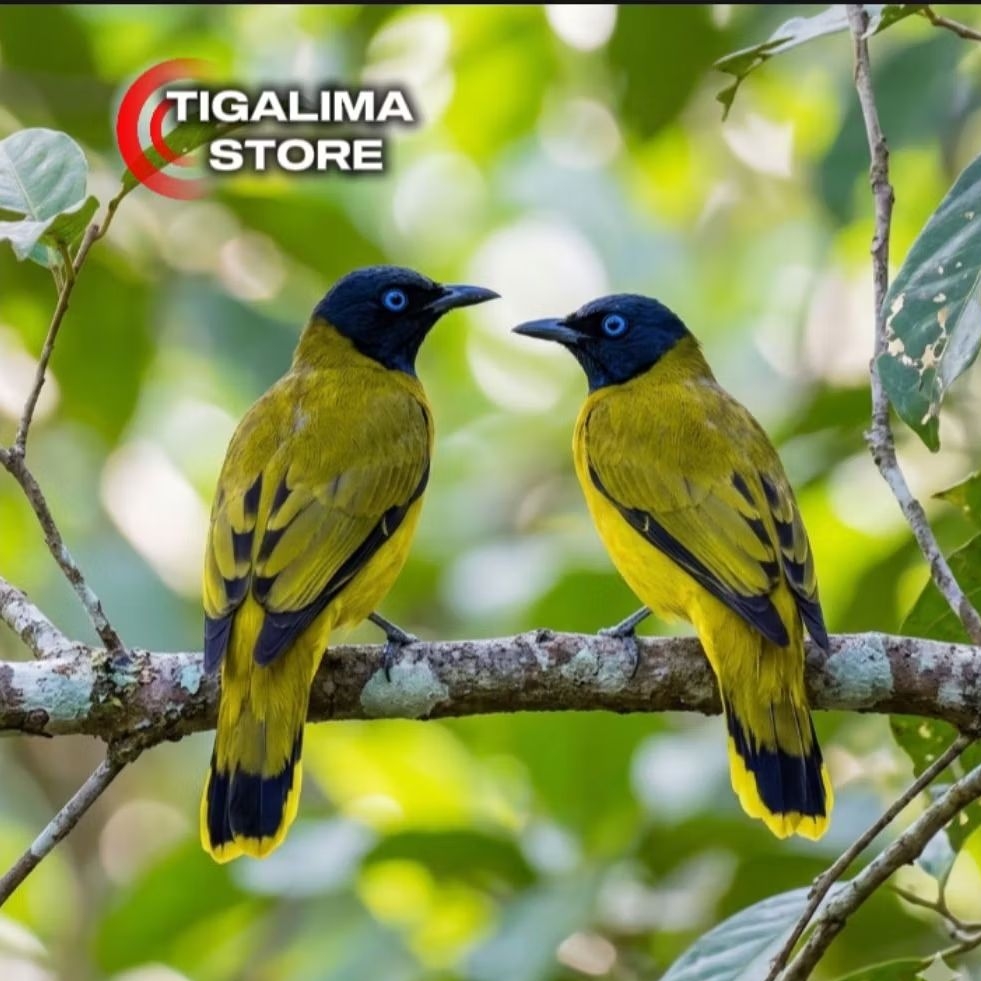 BURUNG KUTILANG SUTRA SEPASANG