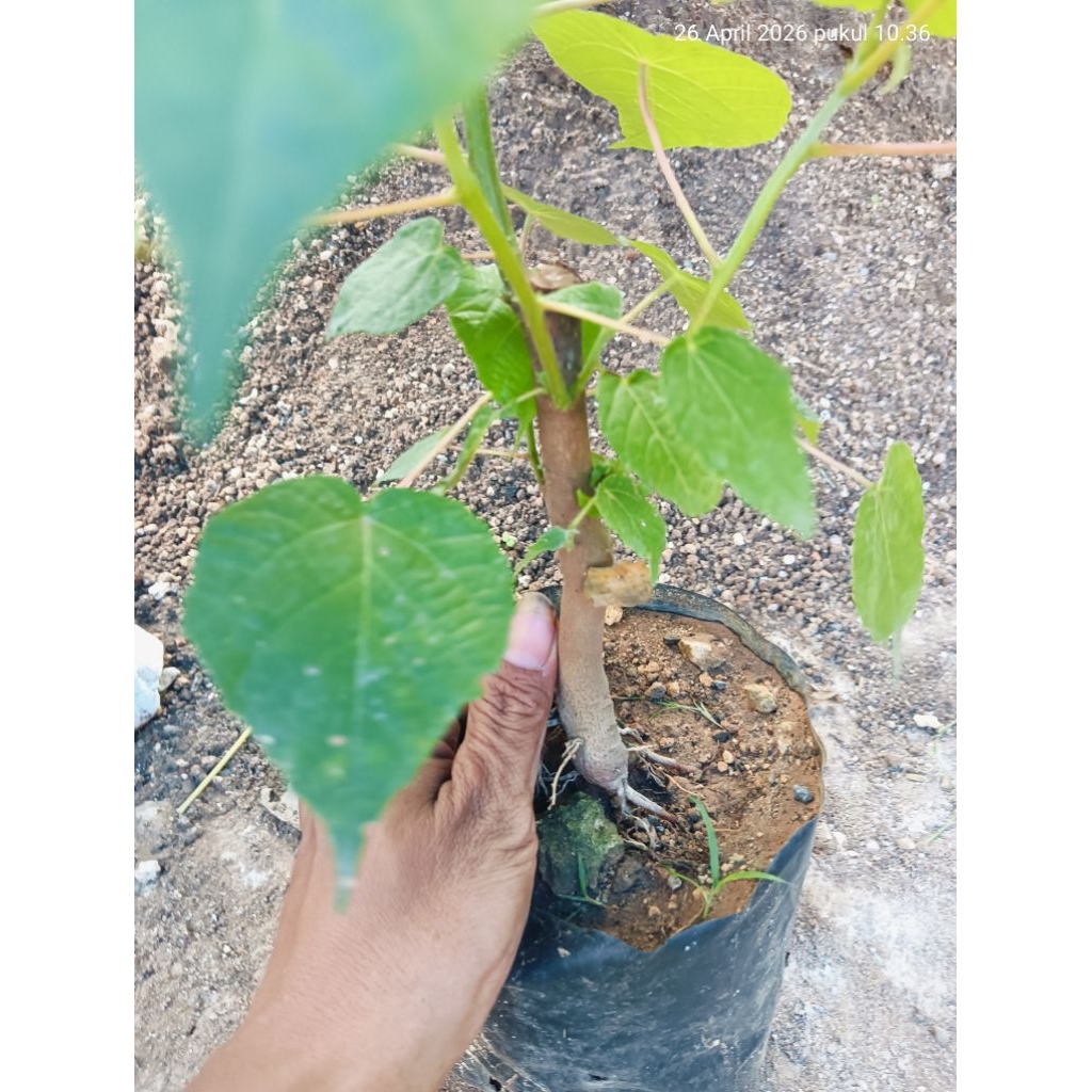 BONSAI WARU BATANG BESAR, gambar video real