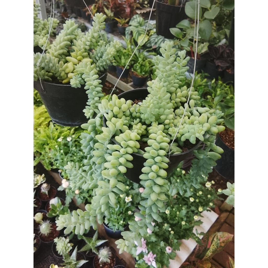 tanaman gantung donkey tail plus pot tanaman air mata ibu