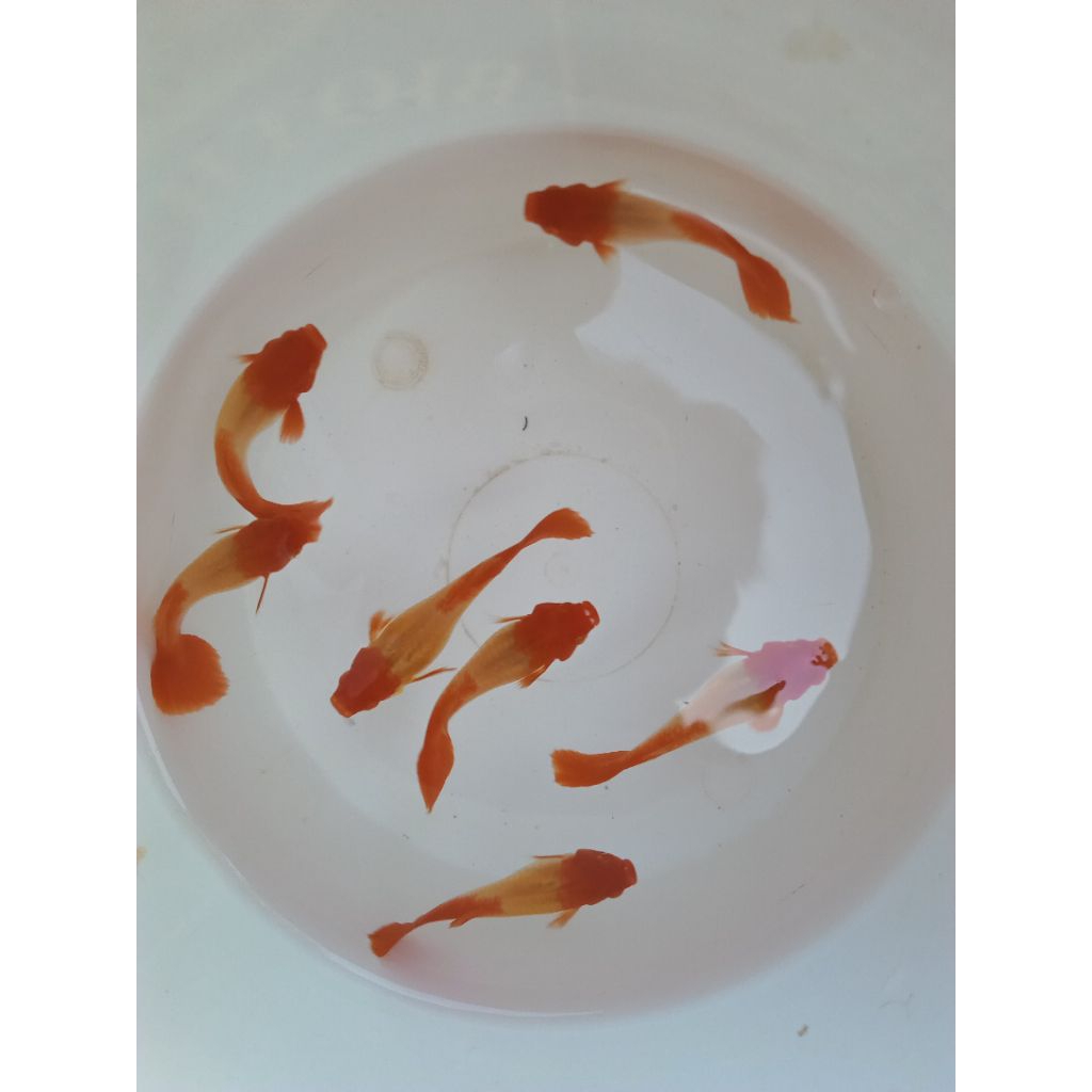 STICKER GUPPY ALBINO KOI HALF RED EAR / ALBINO KOI RED