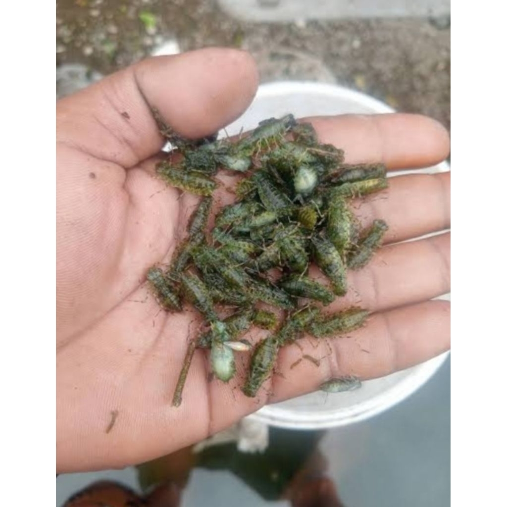 larva capung/otel otel umpa  mancing galatama per 50 ekor