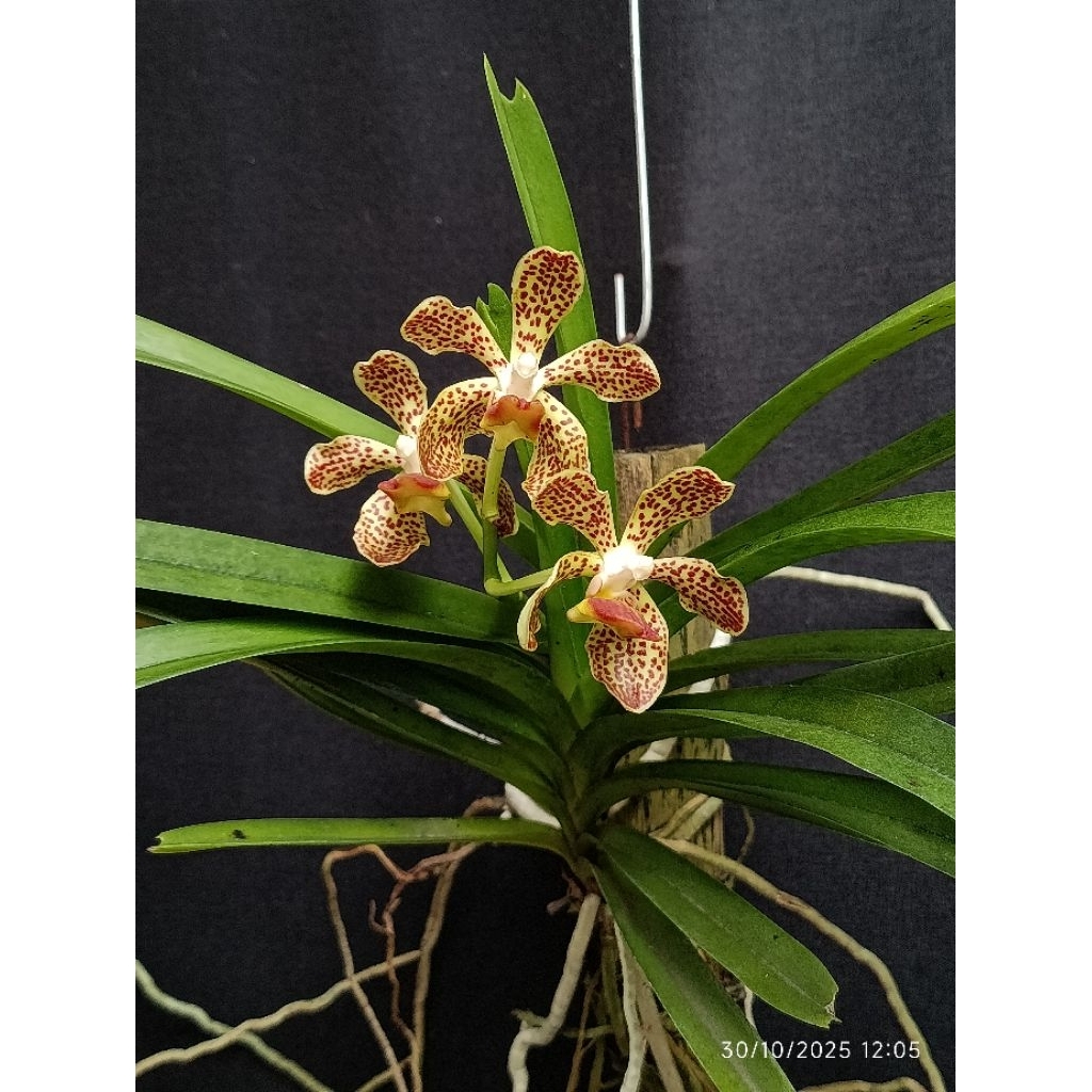 Vanda Gadung Melati | Gadung Melati