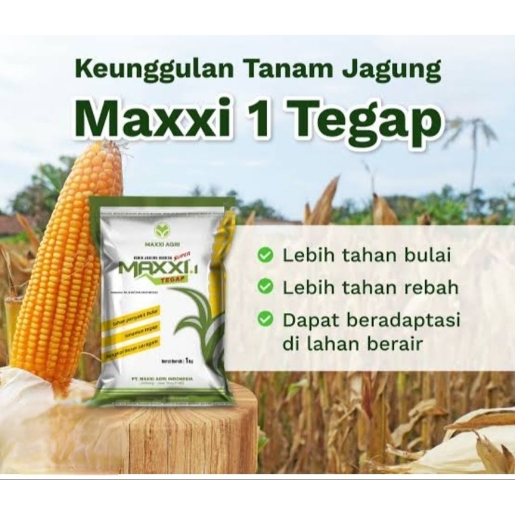 Benih Jagung Hibrida Maxxi 1 Tahan Kekeringan(repacking)