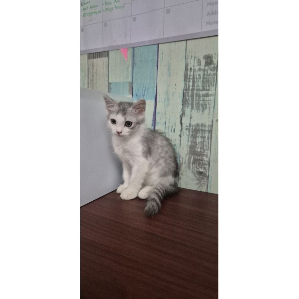 Adopsi Anak Kucing Himalaya Jantan