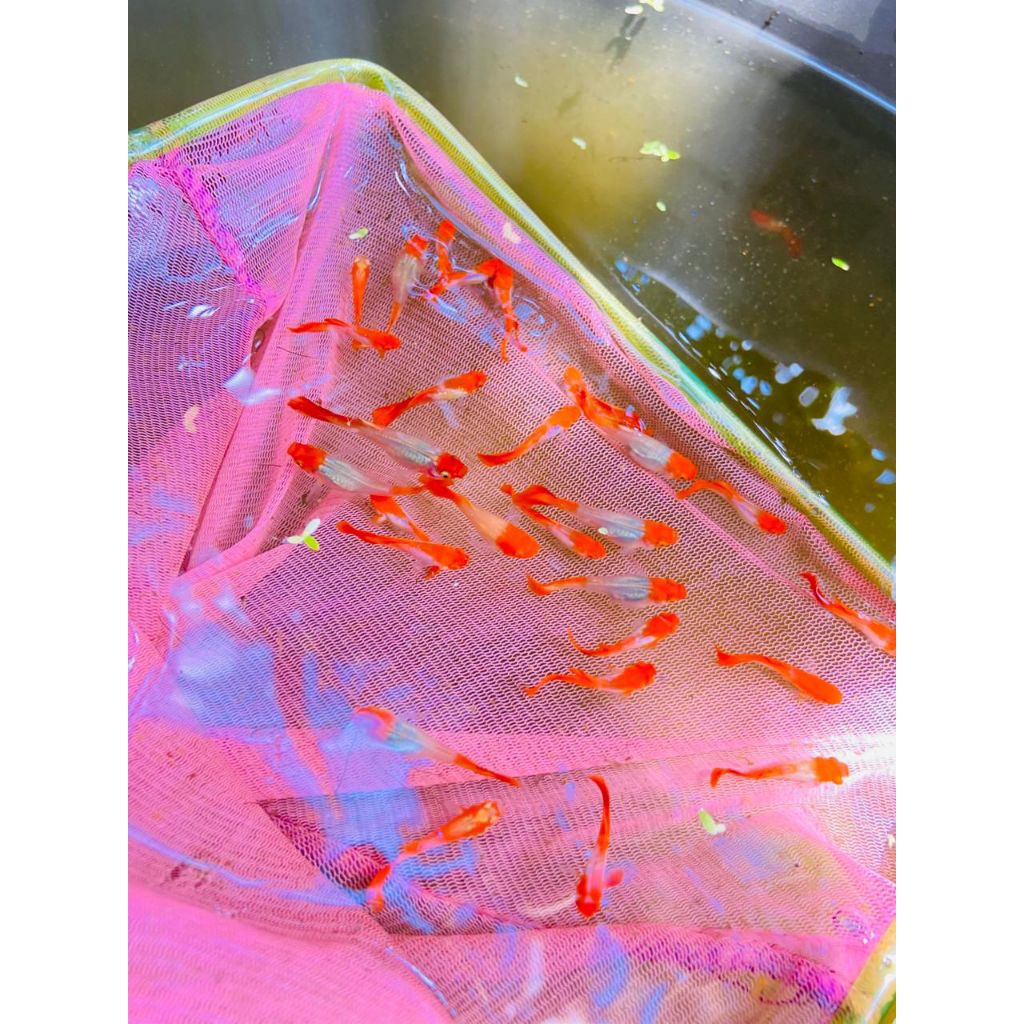 hiasan aquarium guppy albino koi / guppy albino koi