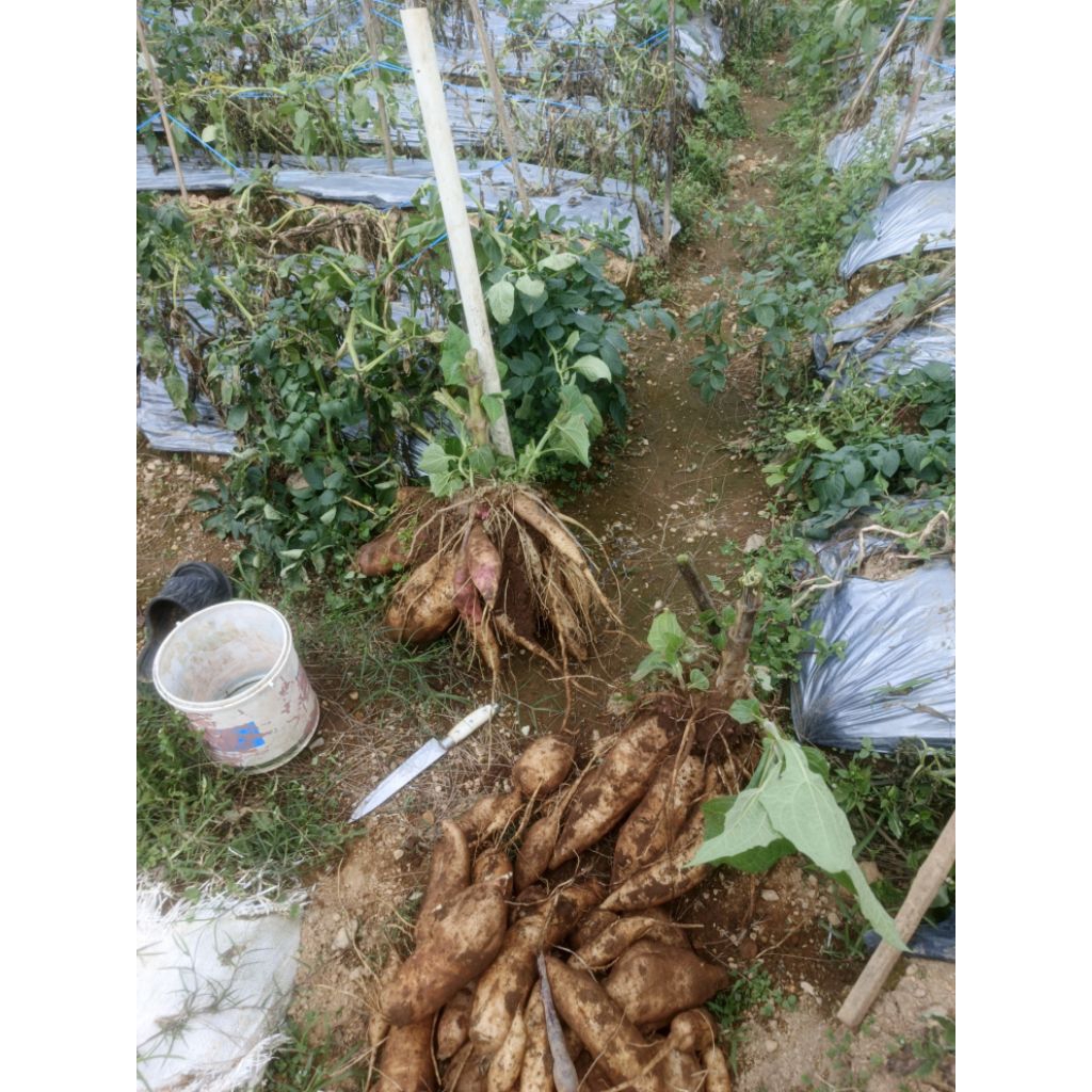 bibit ubi yakon/rimpang ubi yakon asli wonosobo