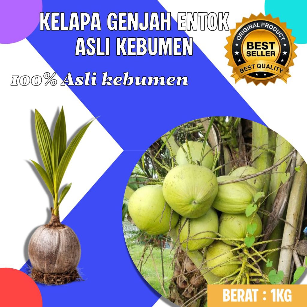 TERJAMIN  Bibit Kelapa Genjah Entok Bersertifikat, Bibit Kelapa Genjah Entok Kebumen