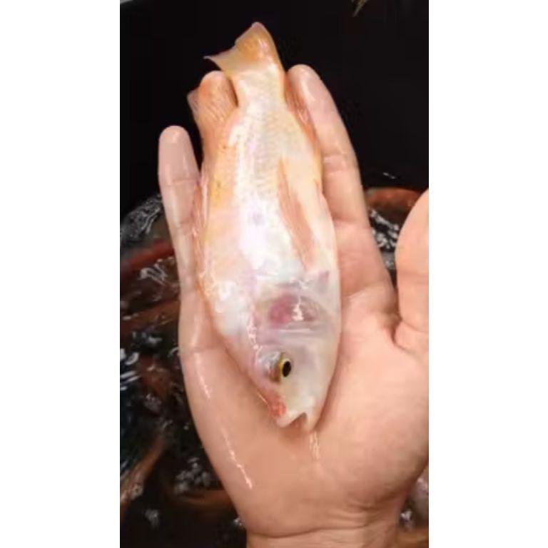 BIBIT IKAN NILA MERAH BANGKOK SUPER 2-3 JARI PEREKOR/1KG