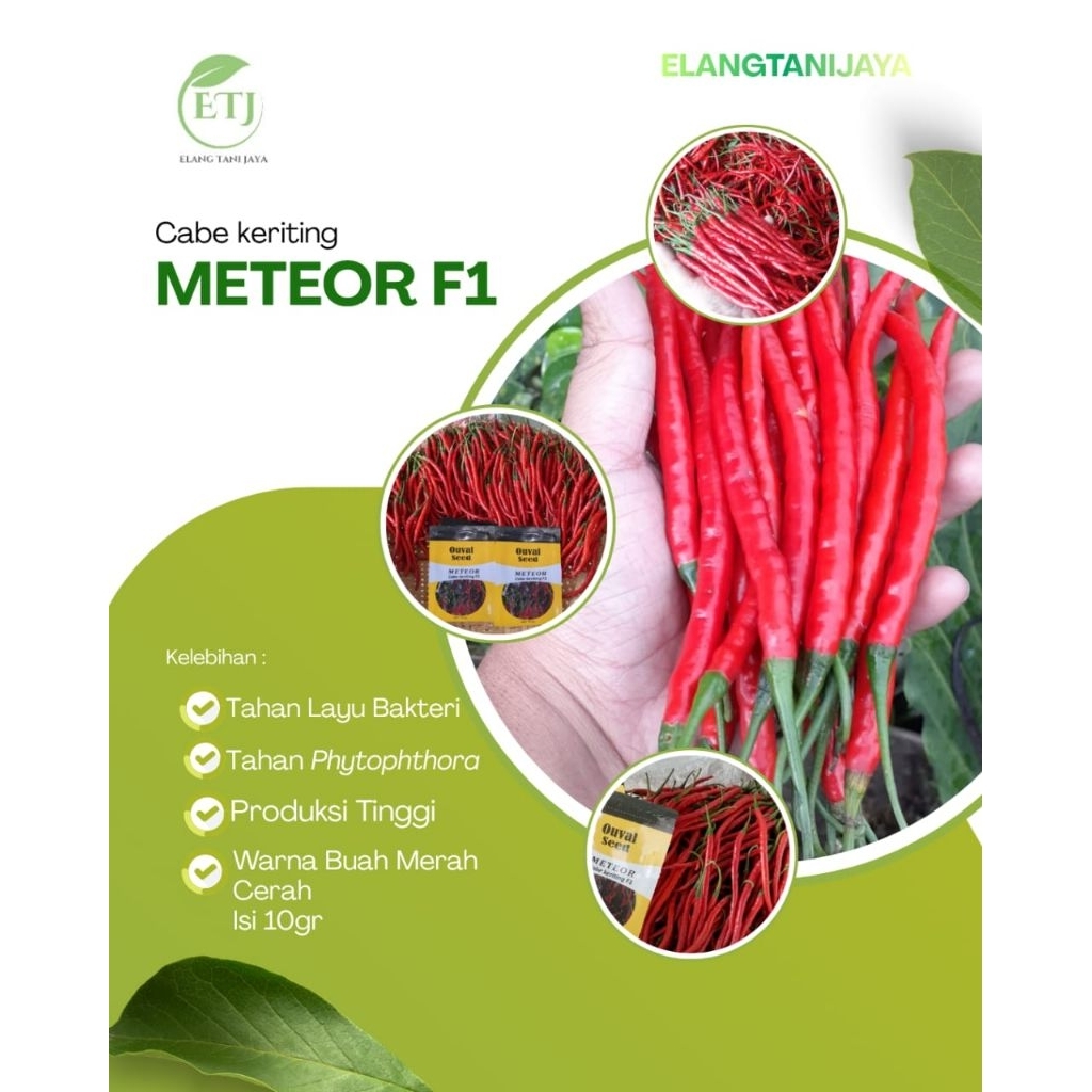 benih cabe keriting merah meteor F1 Ouval seed 10gr tahan virus