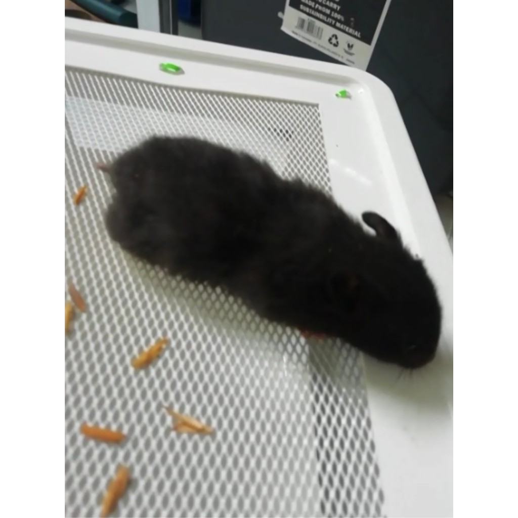 HAMSTER SYRIAN BLACK SHORT HAIR