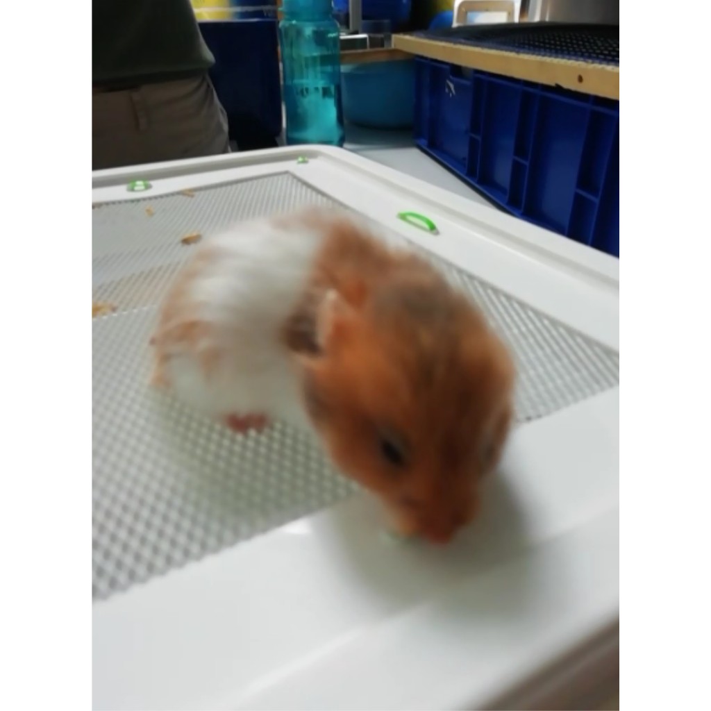 HAMSTER SYRIAN VAR 2 SHORT HAIR