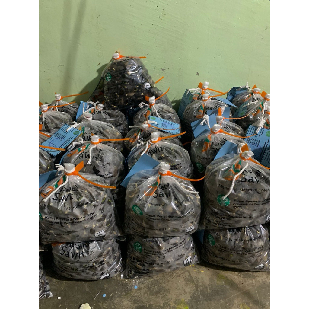 Benih polong kecambah sawit ppks 540