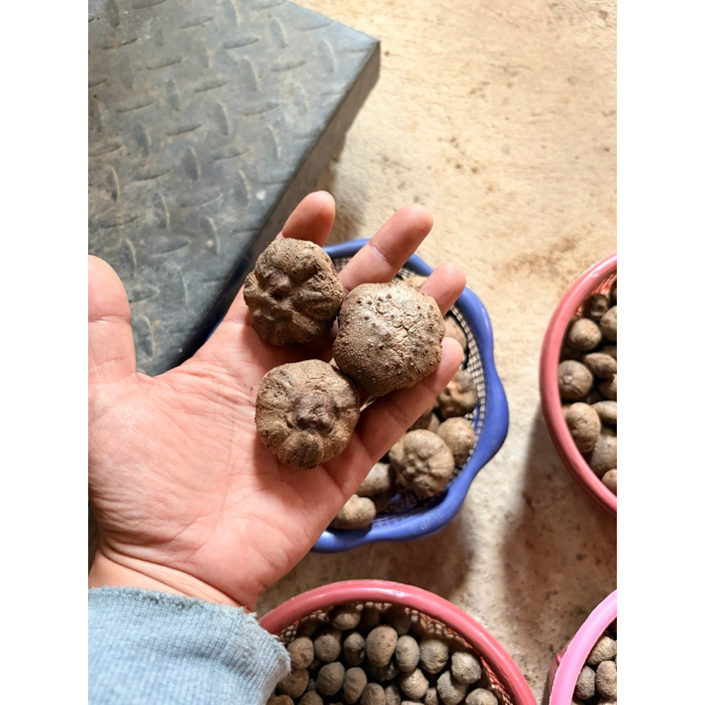 Bibit katak Porang Super Grade A 1kg isi 40