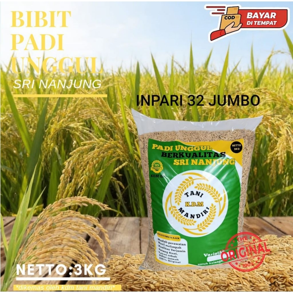BIBIT PADI INPARI 32 JUMBO KEMASAN 3KG KUALITAS PADI UNGGUL