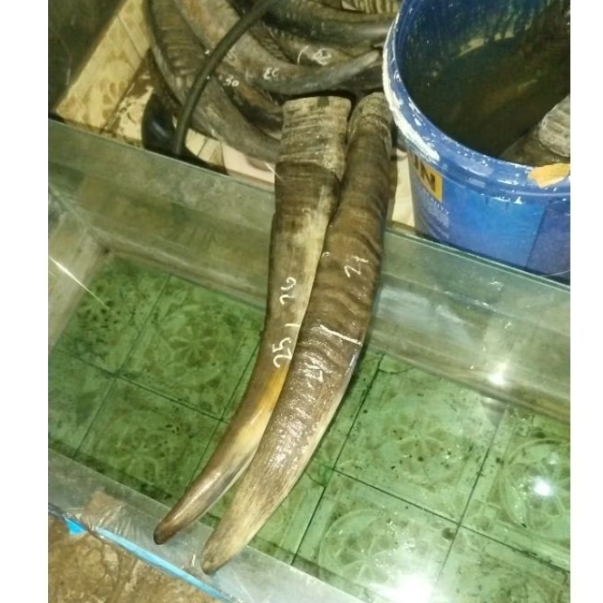 tanduk kerbau putih/bule termurah