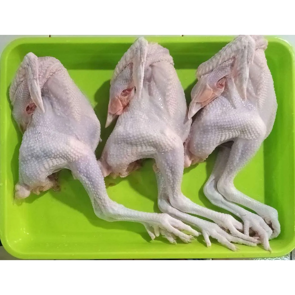 AYAM PEJANTAN KAMPUNG