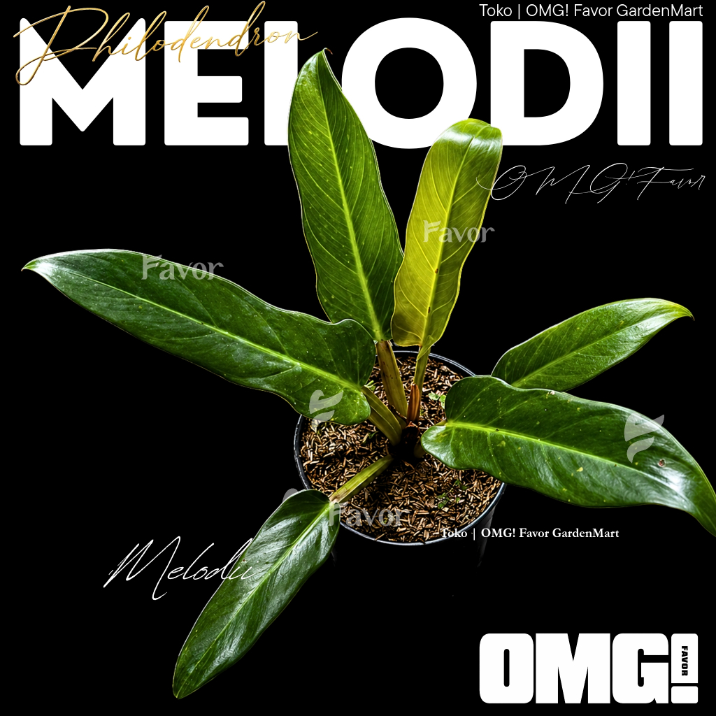 Tanaman Hias Philodendron Melodii