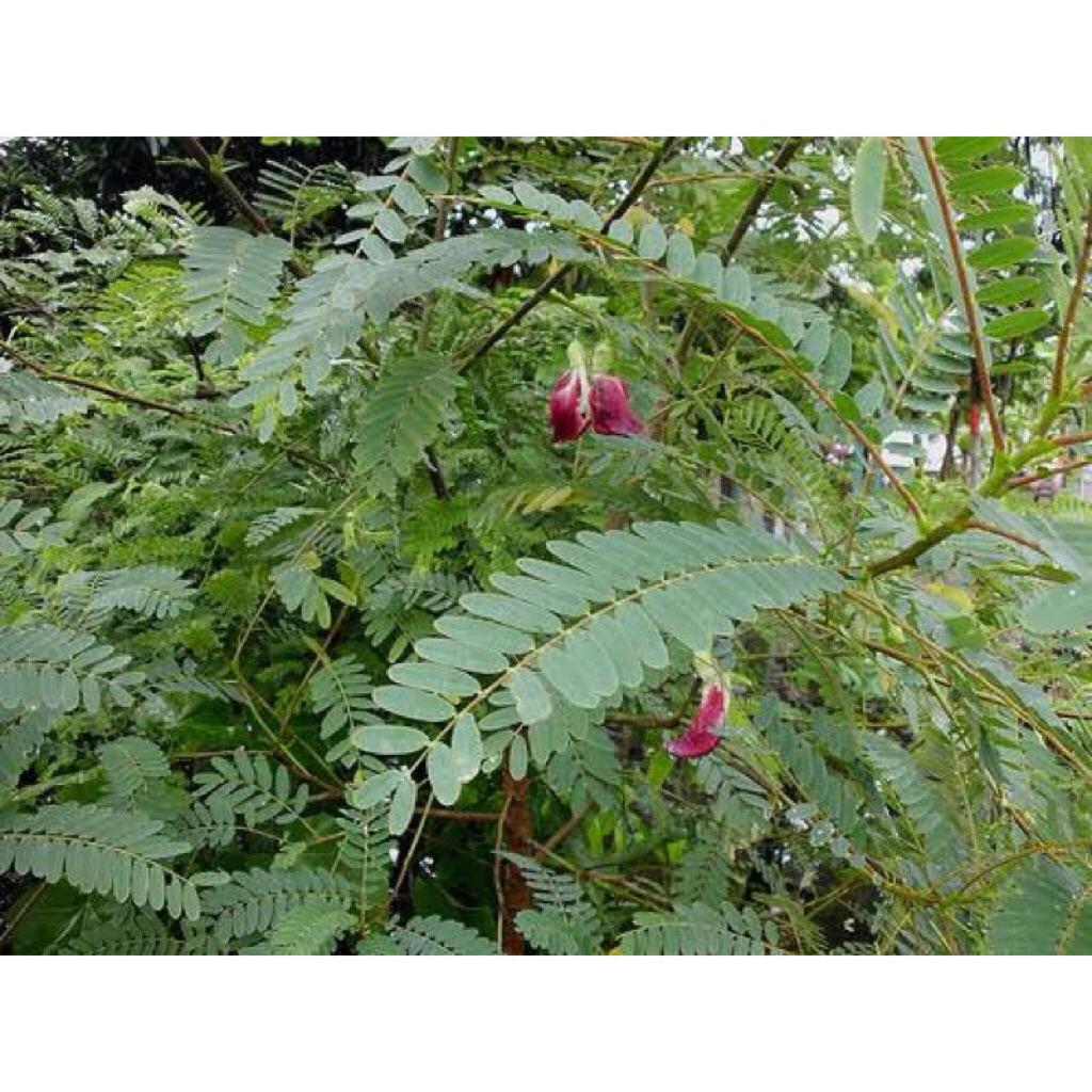 daun turi merah segar / herbal daun turi
