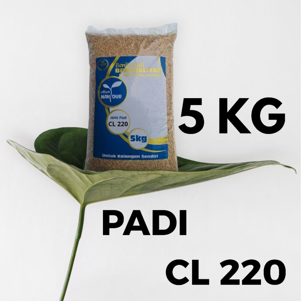 BIBIT | BENIH PADI CL 220 KEMASAN 5KG