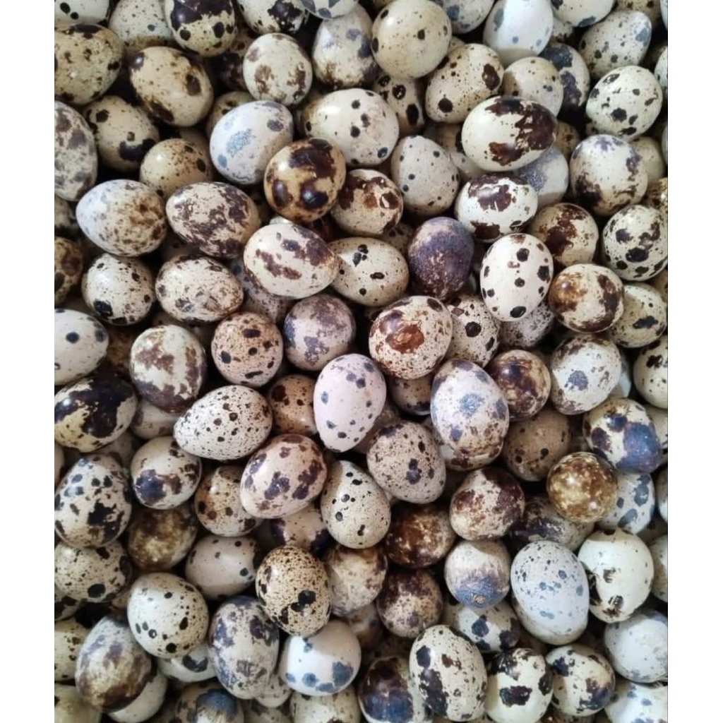 TELUR PUYUH 1KG (fresh / mentah)