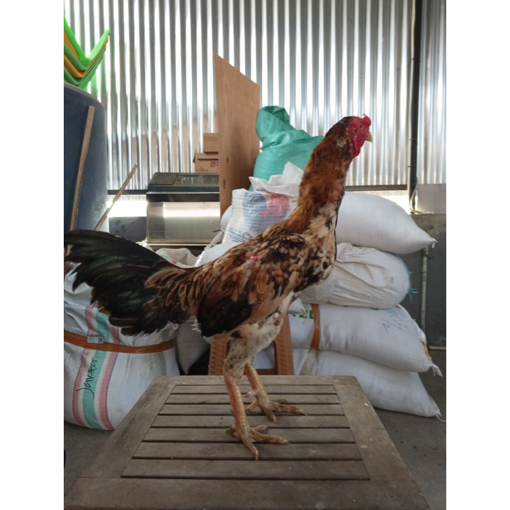 ayam hidup bulbi dewasa