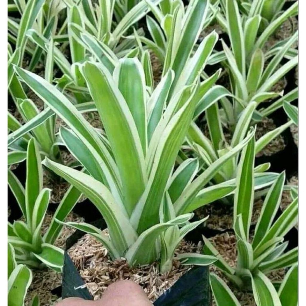 Tanaman hias BROMOLIA HIJAU/bromolia jagung