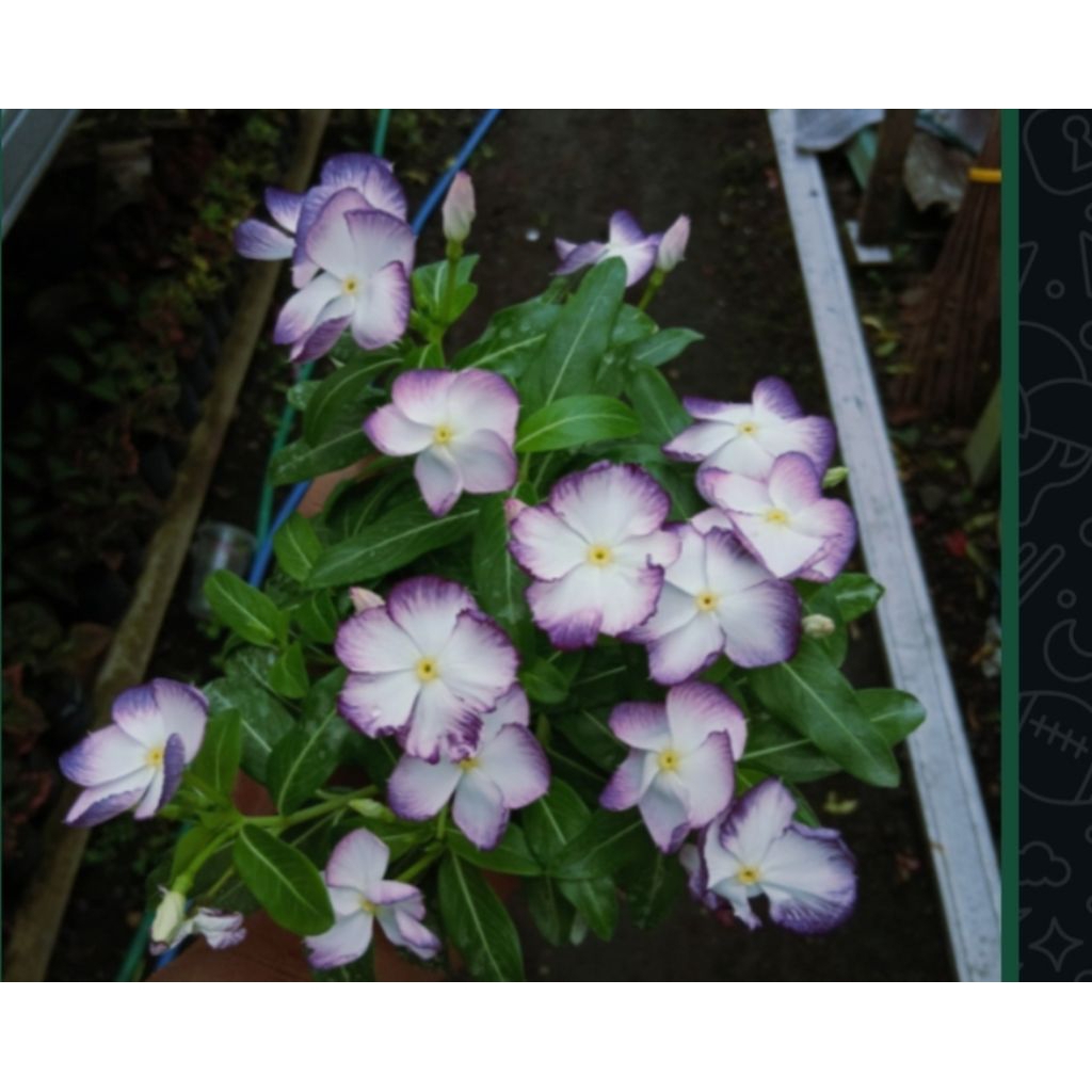 Biji Vinca ningrum white splash