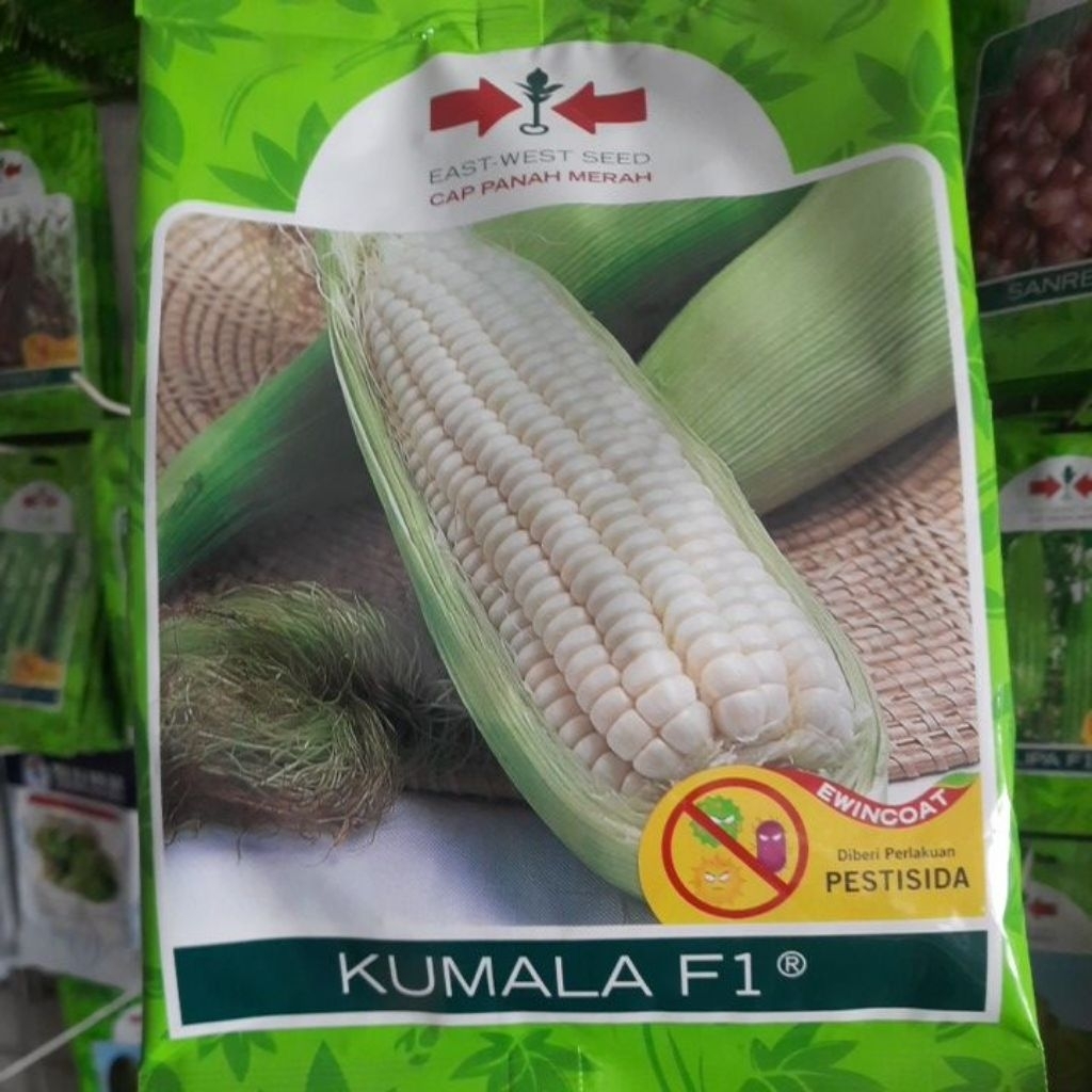 Benih Jagung Putih Kumala F1 Isi 250gr, Jagung Ketan Pulut