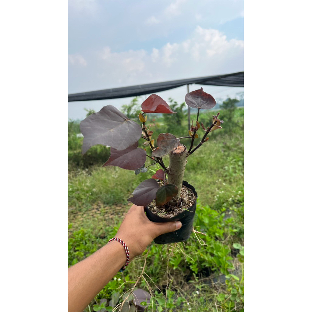 WARU MERAH SUPER RED BAHAN BONSAI