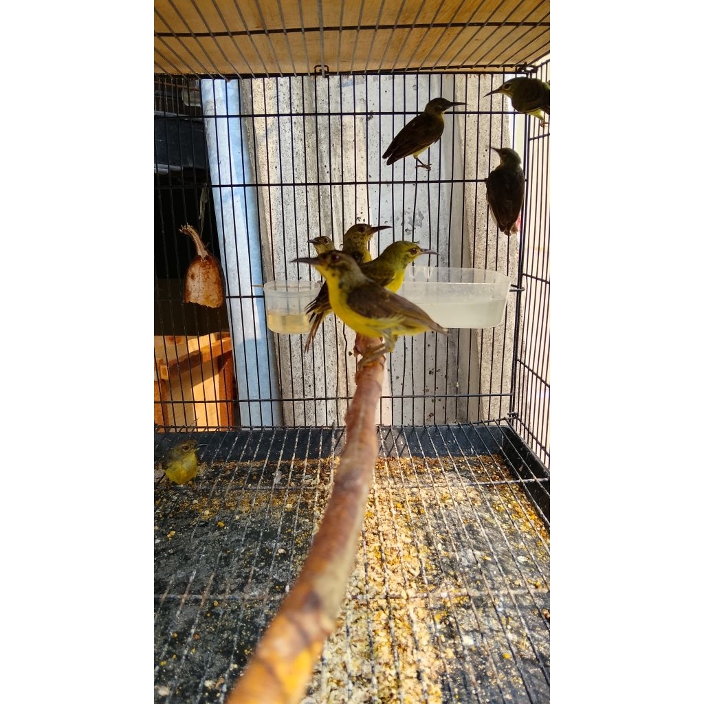 kolibri kelapa metatol