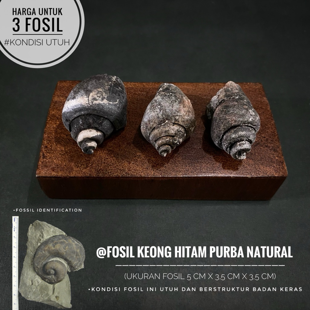 Fosil Keong Hitam Purba Natural atau Fossil Gastropoda atau Fosil Kol Buntet Alam atau Fosil Kerang 