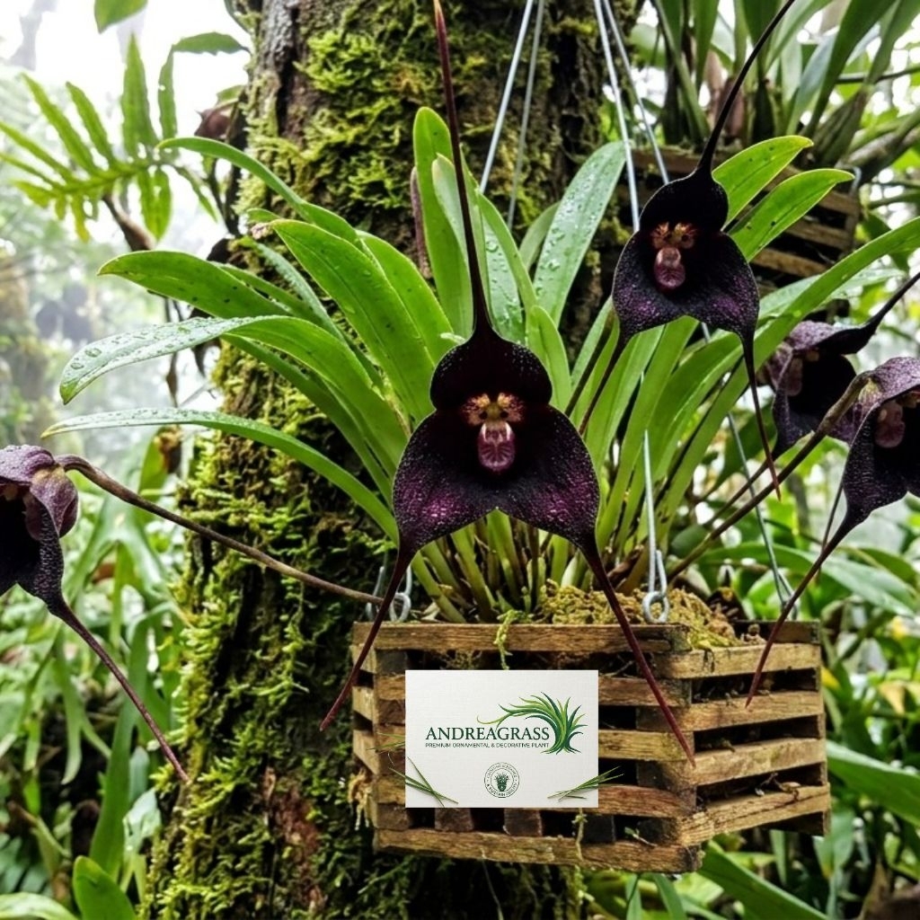 Terlaris tanaman hias anggrek import bunga hitam/anggrek monyet - tanaman hias bunga hidup