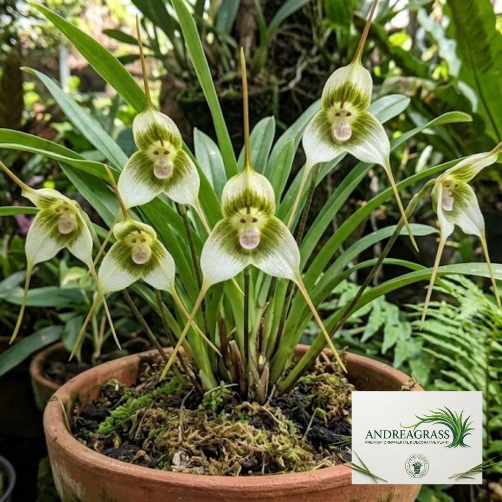 Terlaris tanaman hias anggrek import bunga green white/anggrek monyet - tanaman hias bunga hidup