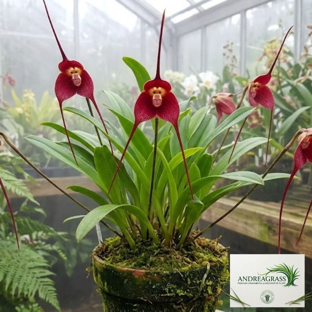 Terlaris!!! tanaman hias anggrek import bunga red/anggrek monyet - tanaman hias bunga hidup