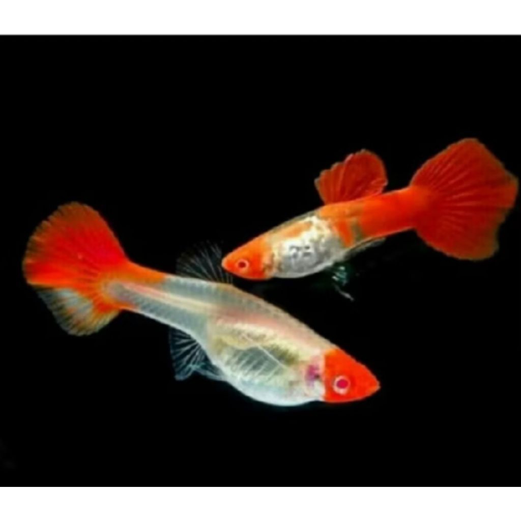 ikan guppy albino koi red ear sepasang