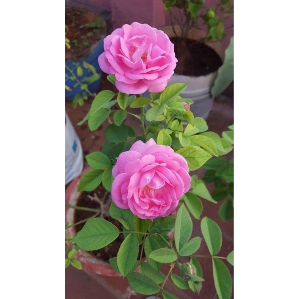 Tanaman hias Mawar pink wangi / jumbo siap tanam