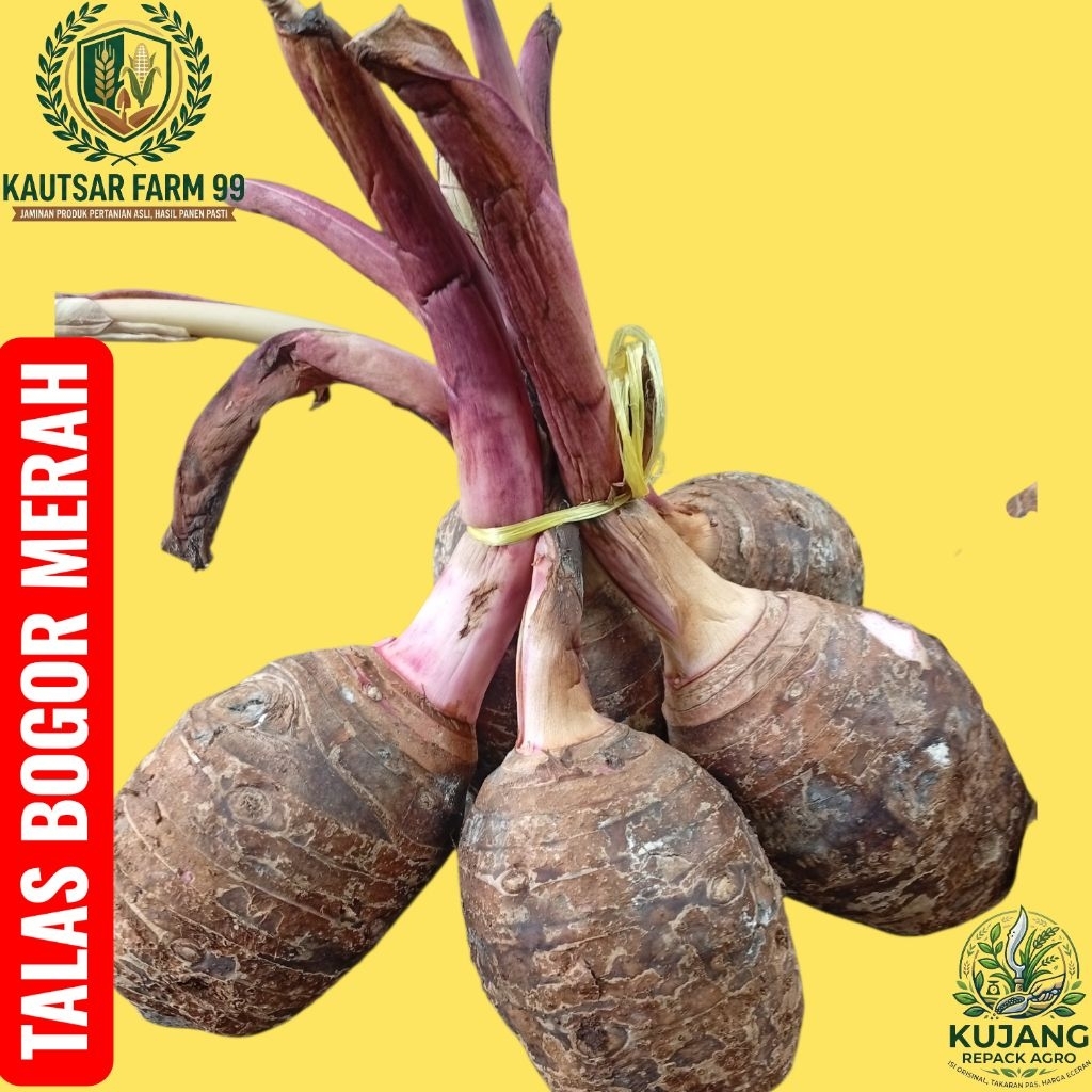 Talas Bogor Merah atau Talas Pratama Perbonggol