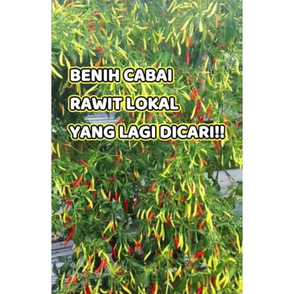 benih cabe rawit lokal siap tanam