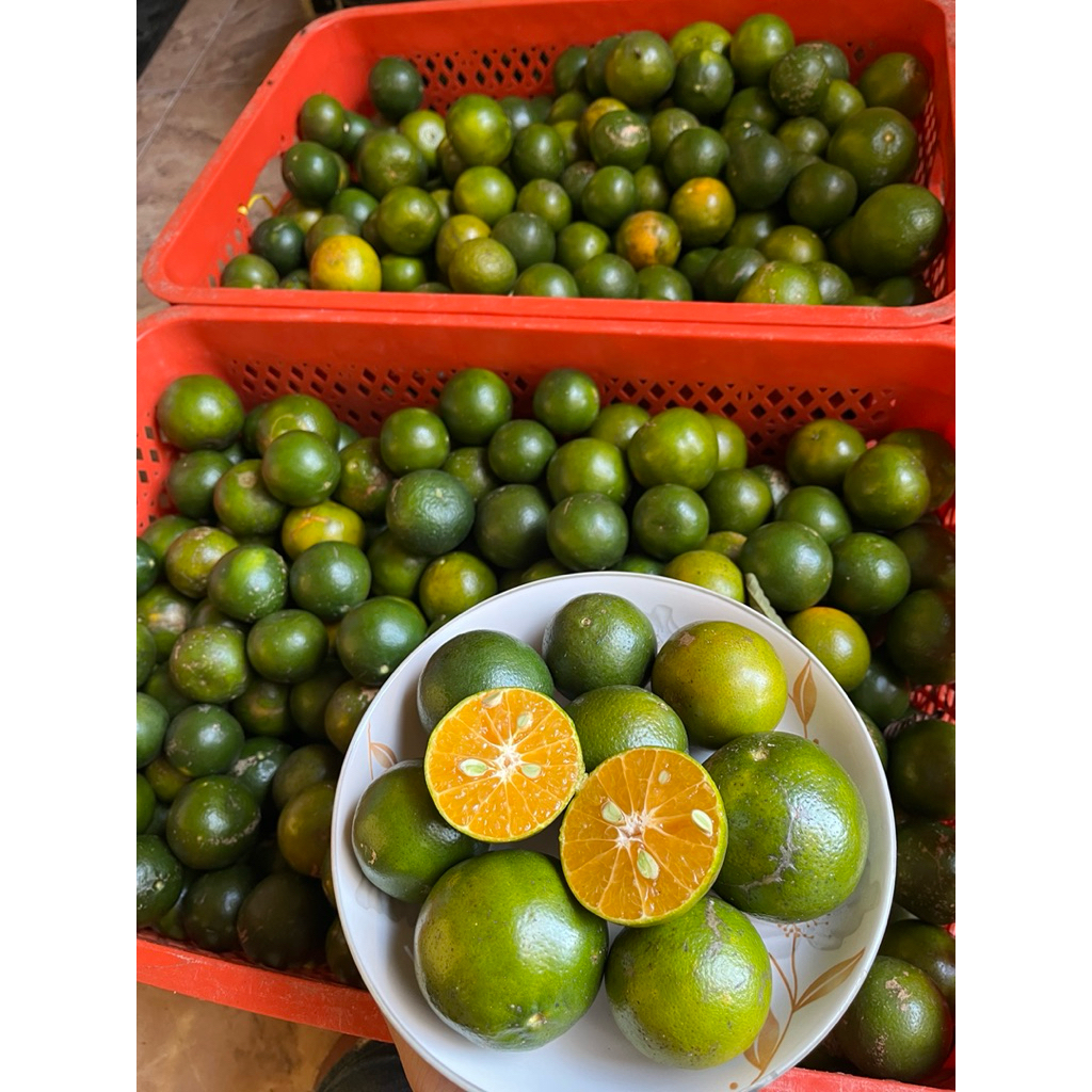 1 KG JERUK PERAS ASLI SEMBORO JEMBER FRESH
