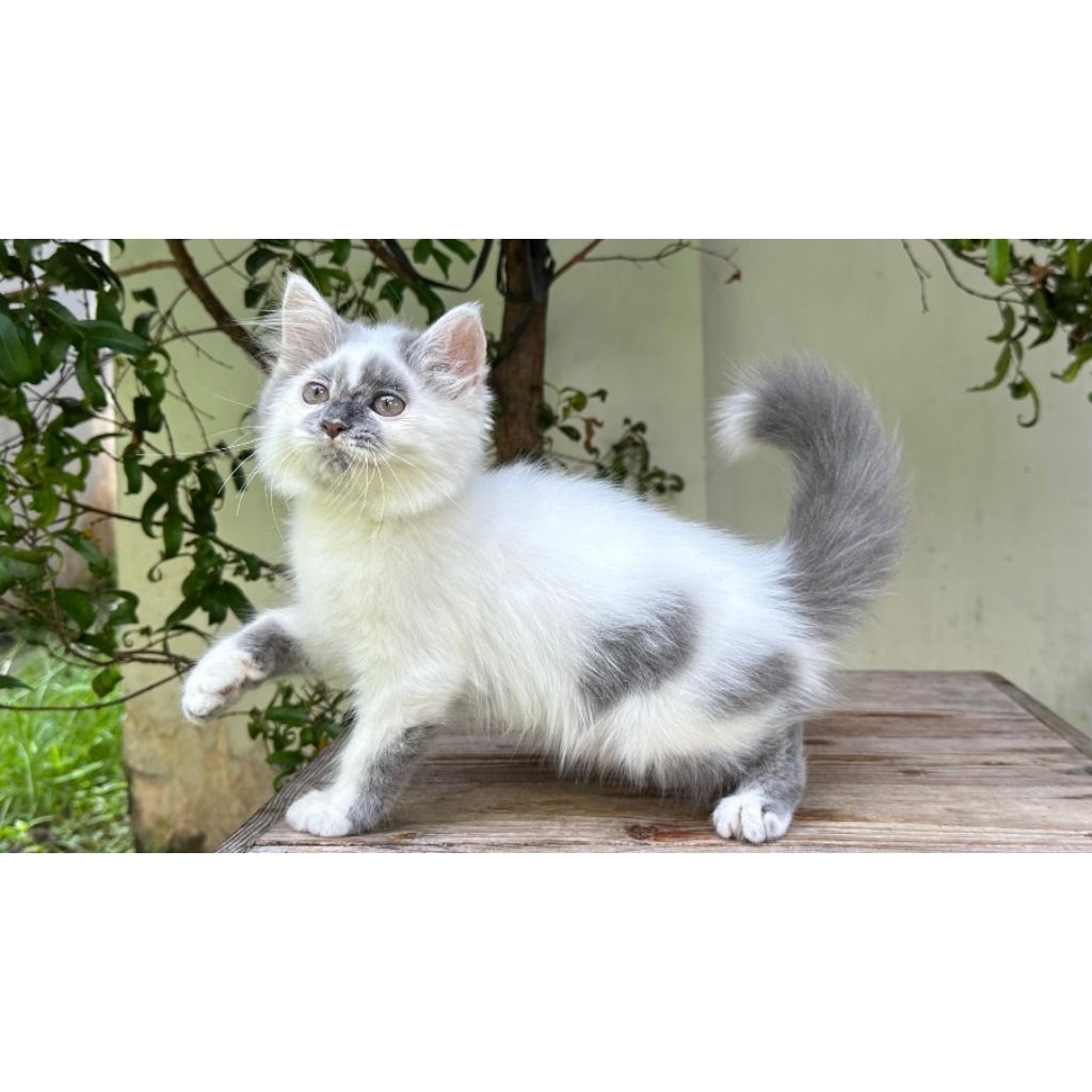 KUCING PERSIA JANTAN 2 BULAN ABU PUTIH LUCU