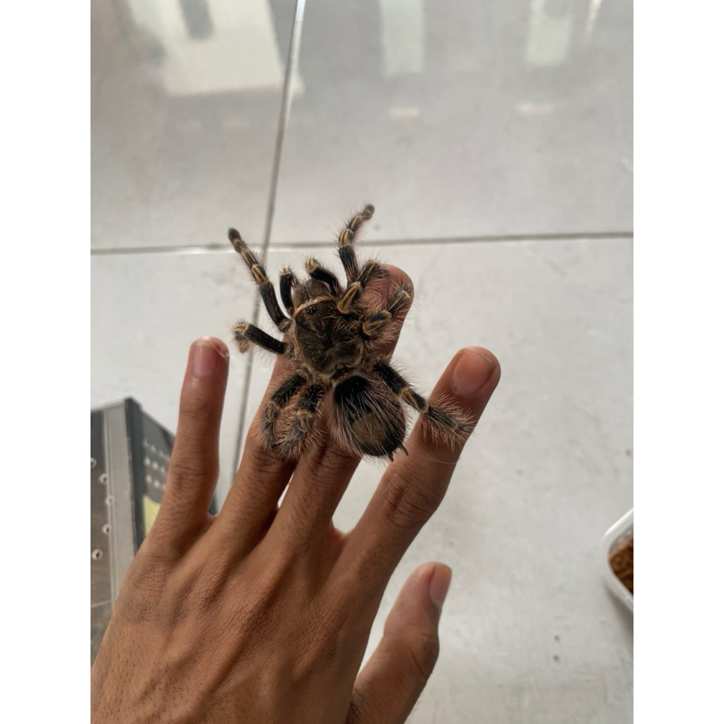 Tarantula Gramostola pulchripes (pakan burung)