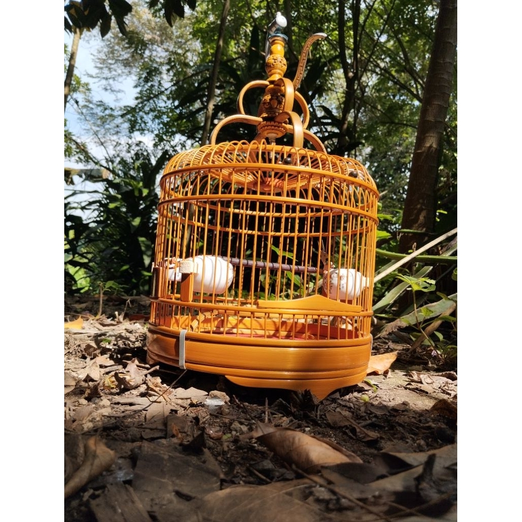 cungkok pleci