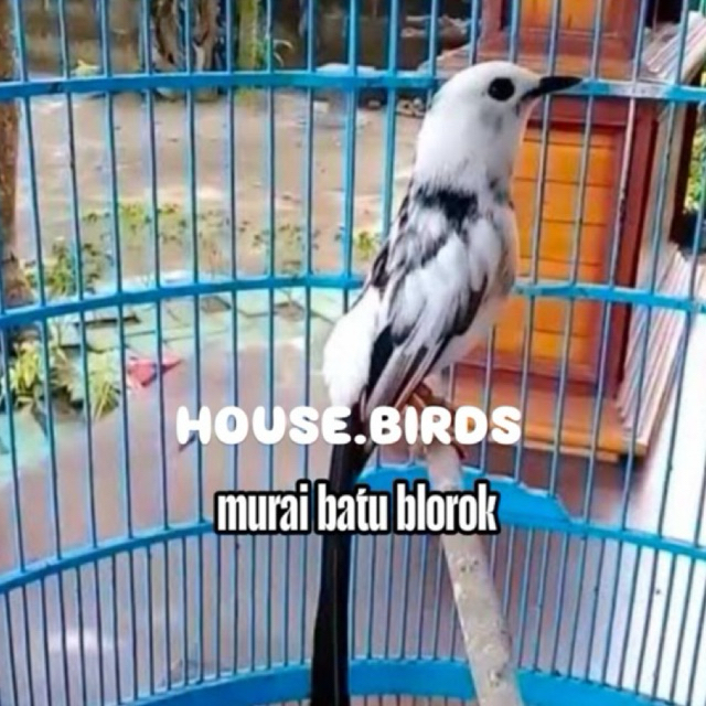 Paket 2 Promo telur murai batu Blorok dijamin fertil siap tetas