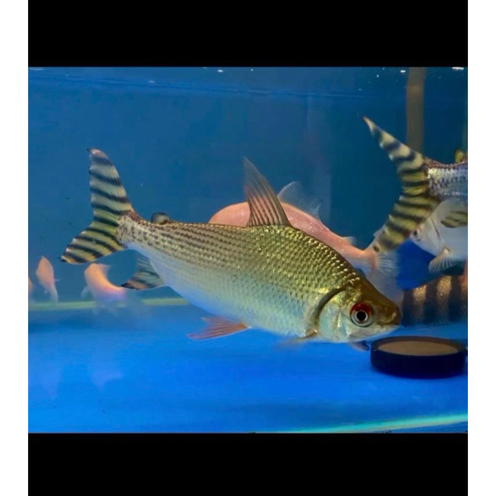 Yellow feifeng