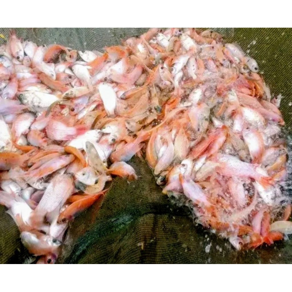 benih ikan nila merah ukuran 5-7cm/ekor