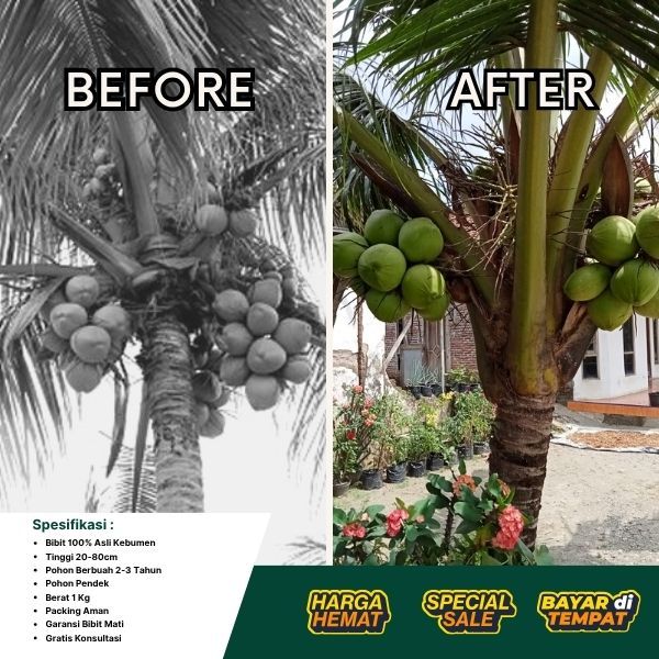 TERBAIK  Pohon Kelapa Pendek Terdekat, Pohon Kelapa Pendek Thailand