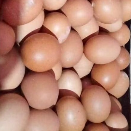 telur ayam 1kg