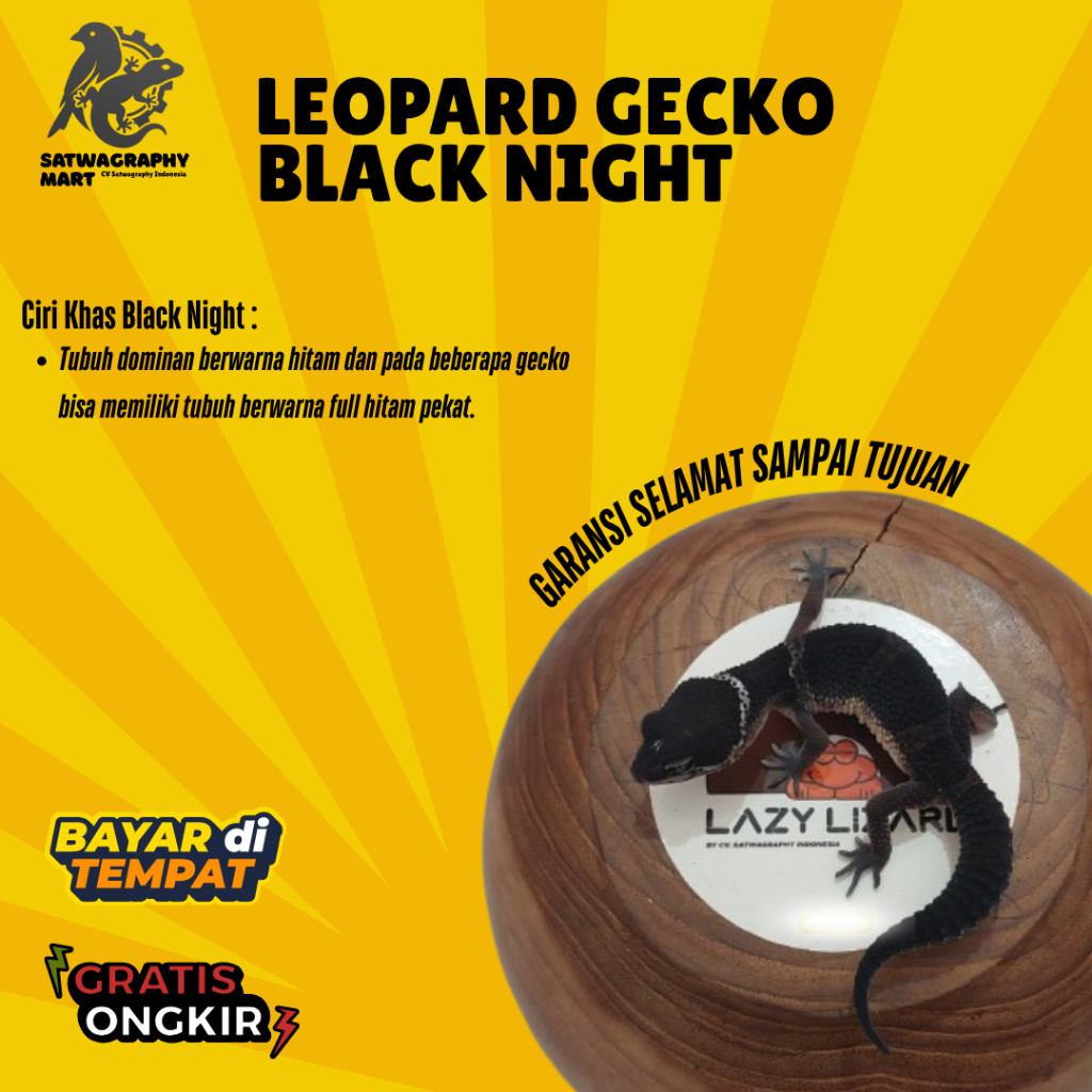 Mainan Anak GECKO Warna BLACK NIGHT BN SOLID